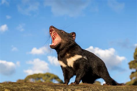 how many tasmanian devils are there left
